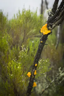 Jelly fungus, semi-alpine heath zone, Mount Kilimanjaro, Kilimanjaro Region, Tanzania Jelly fungus, semi-alpine heath zone, Mount Kilimanjaro, Kilimanjaro Region, Tanzania
