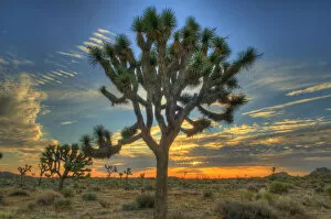 Images Dated 2nd August 2010: Joshua Tree at Sunrise