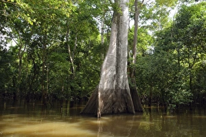 Jungle giant in the flooded forests of Varzea, Mamiraua Sustainable Development Reserve, Amazonas State, Brazil Jungle giant in the flooded forests of Varzea, Mamiraua Sustainable Development Reserve, Amazonas State, Brazil