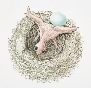 Just-hatched cuckoo chick pushing dunnocks egg out of nest, view from above Just-hatched cuckoo chick pushing dunnocks egg out of nest, view from above