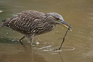 Nature wildlife/johann schumacher photography/juvenile black crowned night heron branch Nature wildlife/johann schumacher photography/juvenile black crowned night heron branch