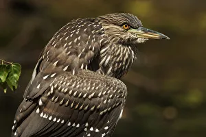 Juvenile black-crowned night heron up close Juvenile black-crowned night heron up close