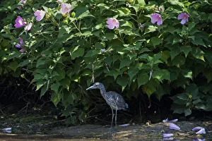 Juvenile yellow-crowned night heron in August Juvenile yellow-crowned night heron in August