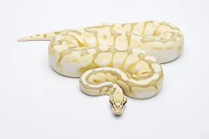 Prints of Killer Bee Butter Ball Python or Royal Python -Python regius-, male Royal Python Prints: Killer Bee Butter Ball Python Print