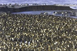King penguin (Aptenodytes patagonicus) rookery along shoreline King penguin (Aptenodytes patagonicus) rookery along shoreline