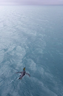 King penguin (Aptenodytes patagonicus) in sea, elevated view King penguin (Aptenodytes patagonicus) in sea, elevated view