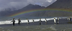 King penguins (Aptenodytes patagonicus) standing along shoreline King penguins (Aptenodytes patagonicus) standing along shoreline