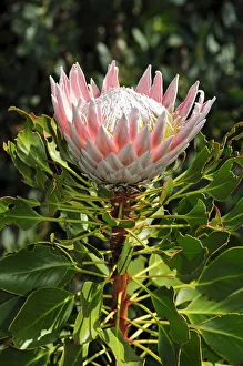 King Protea (Protea cynaroides), national flower of South Africa, Cape Floristic Region King Protea (Protea cynaroides), national flower of South Africa, Cape Floristic Region