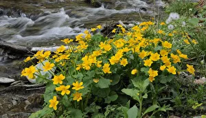 Kingcup or Marsh Marigold -Caltha palustris-, Themenweg Wildwasser white water learning path, Mariensee, Lower Austria Kingcup or Marsh Marigold -Caltha palustris-, Themenweg Wildwasser white water learning path, Mariensee, Lower Austria