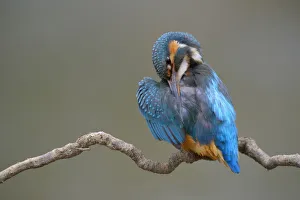 Kingfisher -Alcedo atthis-, female preening, Swabian Alb biosphere reserve, Baden-Wurttemberg, Germany Kingfisher -Alcedo atthis-, female preening, Swabian Alb biosphere reserve, Baden-Wurttemberg, Germany