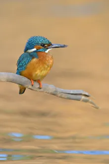 Kingfisher -Alcedo atthis- male perched, Swabian Alb biosphere reserve, Baden-Wurttemberg Kingfisher -Alcedo atthis- male perched, Swabian Alb biosphere reserve, Baden-Wurttemberg