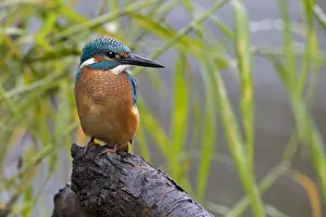 Kingfisher -Alcedo atthis-, young bird in habitat, Middle Elbe, Saxony-Anhalt, Germany Kingfisher -Alcedo atthis-, young bird in habitat, Middle Elbe, Saxony-Anhalt, Germany