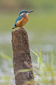 Kingfisher -Alcedo atthis-, young bird on perch, Middle Elbe, Saxony-Anhalt, Germany Kingfisher -Alcedo atthis-, young bird on perch, Middle Elbe, Saxony-Anhalt, Germany