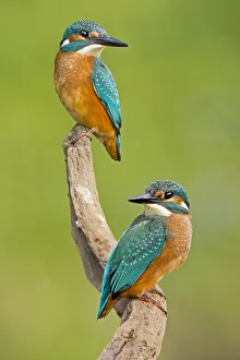 Kingfisher -Alcedo atthis-, young birds, Middle Elbe, Saxony-Anhalt, Germany Kingfisher -Alcedo atthis-, young birds, Middle Elbe, Saxony-Anhalt, Germany