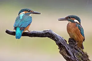 Kingfisher -Alcedo atthis-, young birds in the rain, Middle Elbe, Saxony-Anhalt, Germany Kingfisher -Alcedo atthis-, young birds in the rain, Middle Elbe, Saxony-Anhalt, Germany