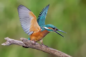 Kingfisher -Alcedo atthis-, young male, threatening, Middle Elbe, Saxony-Anhalt, Germany Kingfisher -Alcedo atthis-, young male, threatening, Middle Elbe, Saxony-Anhalt, Germany