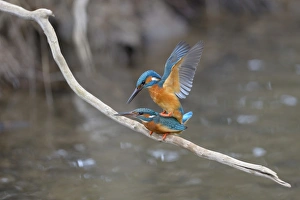 Kingfishers -Alcedo atthis-, copula, Swabian Alb biosphere reserve, Baden-Wurttemberg Kingfishers -Alcedo atthis-, copula, Swabian Alb biosphere reserve, Baden-Wurttemberg