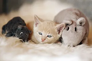 Kitten, 6 weeks, lying on a sofa with soft toys Kitten, 6 weeks, lying on a sofa with soft toys