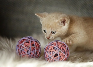 Kitten, 6 weeks, playing with a toy on a sofa Kitten, 6 weeks, playing with a toy on a sofa
