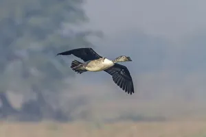 Knob-billed Duck -Sarkidiornis melanotos-, Keoladeo National Park, Rajasthan, India Knob-billed Duck -Sarkidiornis melanotos-, Keoladeo National Park, Rajasthan, India