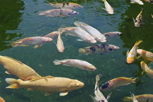 Koi Carps -Cyprinus carpio- in the holy spring of Pura Tirta Empul spring sanctuary Koi Carps -Cyprinus carpio- in the holy spring of Pura Tirta Empul spring sanctuary