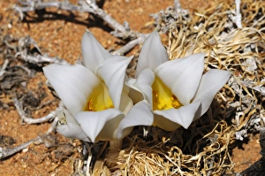 Kukumakranka -Gethyllis namaquensis-, Goegap Nature Reserve, Namaqualand, South Africa Kukumakranka -Gethyllis namaquensis-, Goegap Nature Reserve, Namaqualand, South Africa