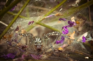Labyrinth Spider -Agelena labyrinthica-, Schmellwitz, Cottbus, Brandenburg, Germany Labyrinth Spider -Agelena labyrinthica-, Schmellwitz, Cottbus, Brandenburg, Germany