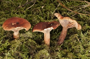 Lactarius Sphagneti -Lactarius sphagneti-, Untergroeningen, Baden-Wuerttemberg, Germany, Europe Lactarius Sphagneti -Lactarius sphagneti-, Untergroeningen, Baden-Wuerttemberg, Germany, Europe