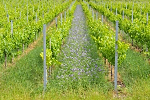 Lacy phacelia -Phacelia tanacetifolia-, planted as green manure or cover crop in a Lacy phacelia -Phacelia tanacetifolia-, planted as green manure or cover crop in a