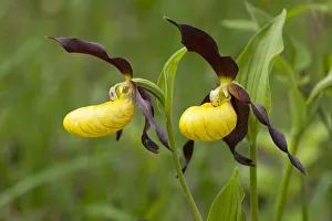 Ladys Slipper Orchid -Cypripedium calceolus-, flowering, Thuringia, Germany Ladys Slipper Orchid -Cypripedium calceolus-, flowering, Thuringia, Germany