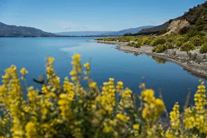 Lake Hawea and the yellow flowers foreground Lake Hawea and the yellow flowers foreground
