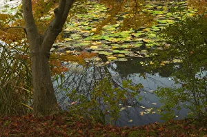 Lakeshore detail with maple and lily pads, near Ryoanji Garden, Kyoto, Honshu, Japan Lakeshore detail with maple and lily pads, near Ryoanji Garden, Kyoto, Honshu, Japan