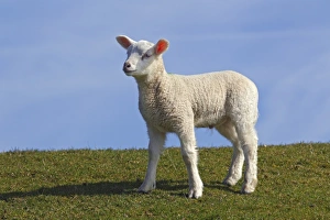 Lamb, domestic sheep, ewe lamb -Ovis ammon f. aries- standing on a dyke, Schleswig-Holstein, Germany, Europe Lamb, domestic sheep, ewe lamb -Ovis ammon f. aries- standing on a dyke, Schleswig-Holstein, Germany, Europe