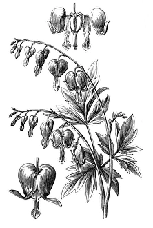 Lamprocapnos spectabilis (bleeding heart) Lamprocapnos spectabilis (bleeding heart)