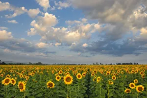 Landscape of Bright Yellow Sunflowers in a field in the Early Morning, Magaliesburg, Gauteng Province, South Africa Landscape of Bright Yellow Sunflowers in a field in the Early Morning, Magaliesburg, Gauteng Province, South Africa