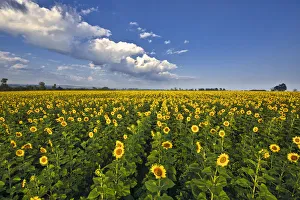 Landscape of field of sunflowers in an agricultural field in the early morning, Magaliesburg, Gauteng Province Landscape of field of sunflowers in an agricultural field in the early morning, Magaliesburg, Gauteng Province
