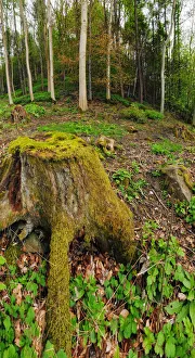 Landscape forest scene in Scotland with young Birch trees in background and old dead moss covered tree in foreground Landscape forest scene in Scotland with young Birch trees in background and old dead moss covered tree in foreground