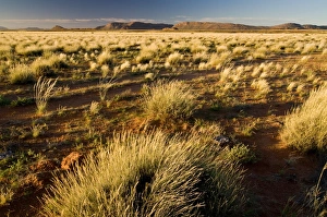 Landscape with grass, Richtersveld National Park, Northern Cape, South Africa, Africa Landscape with grass, Richtersveld National Park, Northern Cape, South Africa, Africa