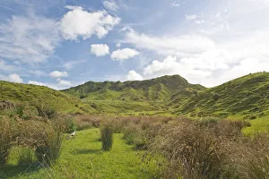 Landscape with green hills and rushes, Coromandel, Coromandel Peninsula, North Island, New Zealand Landscape with green hills and rushes, Coromandel, Coromandel Peninsula, North Island, New Zealand
