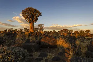 Landscape Photo of the Quiver Tree Forest lit up in Golden light from the Setting Sun Landscape Photo of the Quiver Tree Forest lit up in Golden light from the Setting Sun