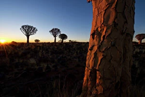 Pop art Collection: Landscape photo of the Quiver Tree Forest at Sunset, Keetmanshoop, Namibia