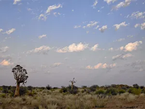 landscape of semi desert and tree. klein Karroo, cape town landscape of semi desert and tree. klein Karroo, cape town
