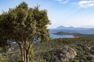 Landscape with tree and Mediterranean sea coastline in background, Olbia, Costa Smeralda Landscape with tree and Mediterranean sea coastline in background, Olbia, Costa Smeralda