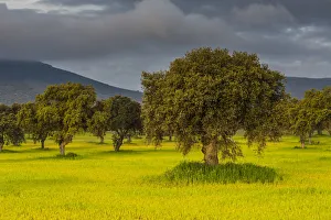 Landscape with trees on meadow in morning light, at Quintana de la Serena, Extremadura, Spain Landscape with trees on meadow in morning light, at Quintana de la Serena, Extremadura, Spain