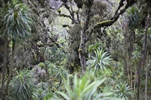 Landscape view from Mutinda Camp, Heather zone, Kilembe Route, Rwenzori National Park Landscape view from Mutinda Camp, Heather zone, Kilembe Route, Rwenzori National Park