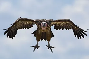 Lappet-faced Vulture (Torgos tracheliotos), Kenya Lappet-faced Vulture (Torgos tracheliotos), Kenya