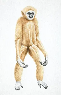 Lar Gibbon, Hylobates lar, standing with its arms hanging, front view Lar Gibbon, Hylobates lar, standing with its arms hanging, front view
