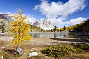 Larch tree in autumnal colours at Schottersee Lake, Mt Pareispitze or Col Bechei at back Larch tree in autumnal colours at Schottersee Lake, Mt Pareispitze or Col Bechei at back