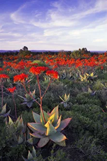 Large Group of Aloe Striata (Asphodelaceae) in Flower Large Group of Aloe Striata (Asphodelaceae) in Flower