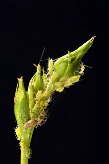 Large Rose Aphids -Macrosiphum rosae-, colony of pests on the bud of a Rose -Rosa Large Rose Aphids -Macrosiphum rosae-, colony of pests on the bud of a Rose -Rosa